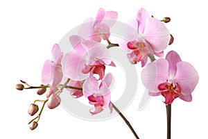 Růžový orchidej 
