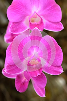 Pink Orchid