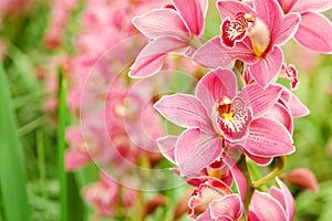 Pink Orchid