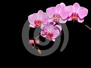 Pink Orchid