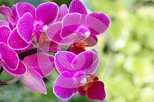 Pink orchid