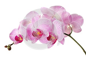 Pink orchid photo