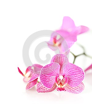 Pink orchid photo