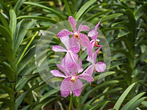 A pink orchid against green leaves
