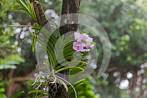 Orchid attached to a tree in Singapore Botannical Gardens photo