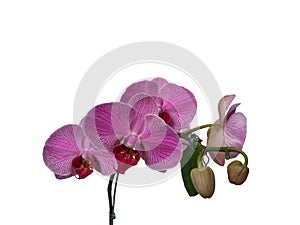 Pink orchid - beautiful pink flower