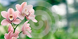 Pink orchid. Beautiful tropical flower on blur green background with place for copy.