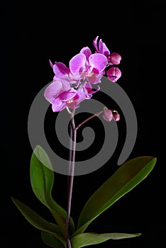 Pink orchid on black backgorund