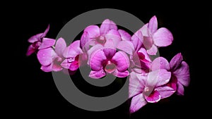 Pink orchid on black background