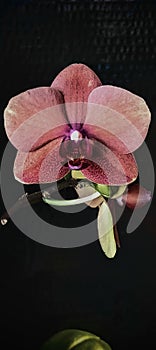 Pink Orchid Blossom Macrophotography photo