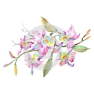 Pink orchid bouquet floral botanical flowers. Watercolor background set. Isolated bouquets illustration element.