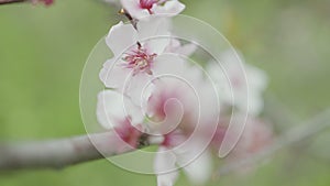 Pink orchid branch. Action. Light macro shot with a branch of small open flowers.