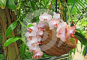 Pink orchid. Branch of blooming decorative flower. Beautiful tender flowers