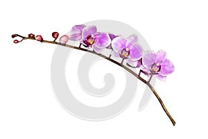 Pink orchid branch isolated on white background