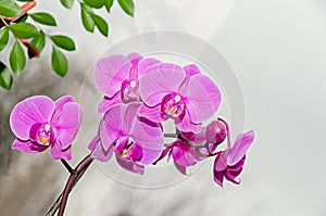 Pink orchid branch phal flowers, close up, window background