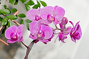 Pink orchid branch phal flowers, close up, window background