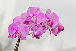 Pink orchid branch phal flowers, close up, window background