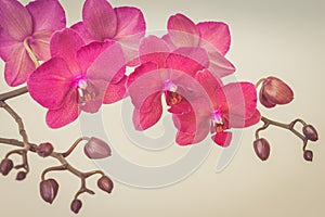 Pink orchid branche. Retro toned.