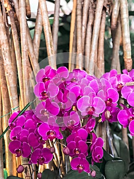 Pink orchid branches near bamboo canes