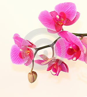 Pink orchid with a bud