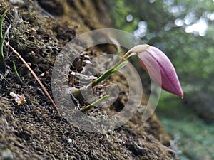 Pink orchid buds on the cliff