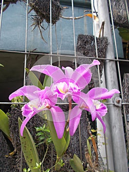 Pink orchid cattleya flowers