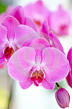 Pink orchid close up