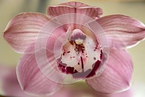 Pink Orchid close up