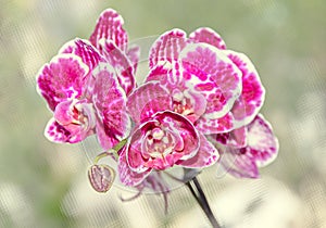 Pink orchid close up branch phal flowers, green vegetation