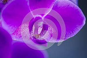 Pink orchid closeup macro photo with shallow depth of field.