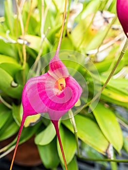 Pink orchid closeup with three petals photo