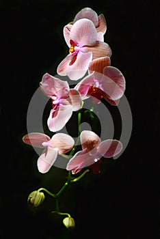Pink orchid with dark background