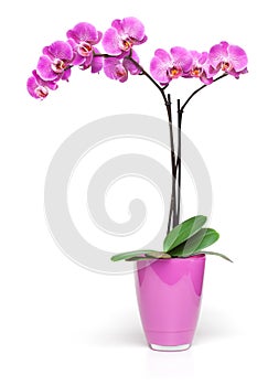 Pink orchid in decorative pot isolated on the white background