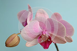 Pink Orchid With Delicate Petals And Bud Macro