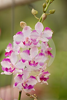 Pink Orchid , Doritis pulcherrima