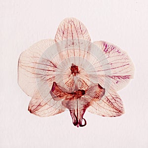 Pink orchid dry delicate flowers and petals, pressed on white paper texture background