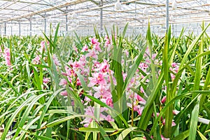 Pink orchid in a Dutch greenhouse