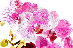 Pink orchid, fine art simulation