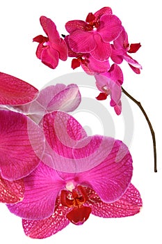 Pink orchid flower