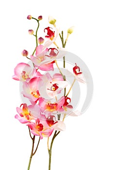 Pink orchid flower