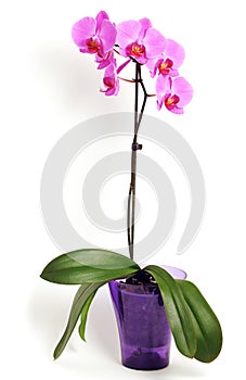 Pink orchid flower
