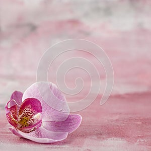 Pink orchid flower