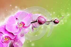 Pink orchid flower background