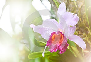 pink orchid flower background