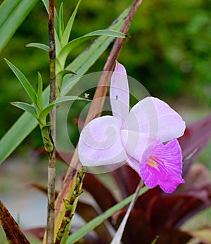 Pink orchid flower