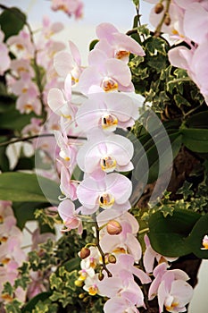 Pink orchid flower blossoming