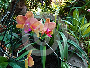 Pink orchid flower in the botanical garden