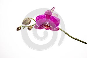 Pink orchid flower and buds on branch isolated