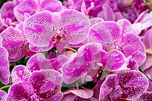 Pink orchid flower bunch. Tropical botanical garden closeup. Spotted orchid flower texture. Bright pink tropical flower