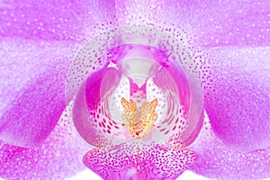 Pink orchid flower closeup on white background